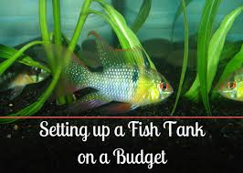 How to set up fish tank. How To Set Up A Freshwater Aquarium For Cheap Pethelpful