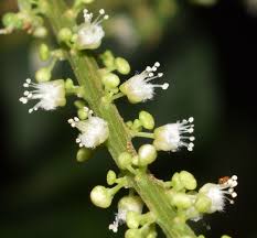 Image result for Allophylus fulvotomentosus