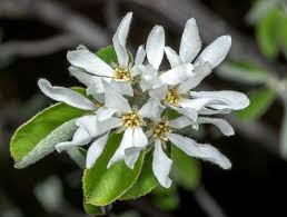 Image result for Amelanchier ovalis