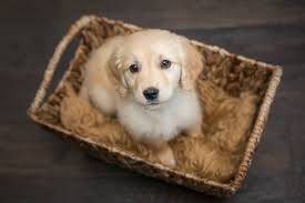 Check spelling or type a new query. Golden Retriever Baby Dog Breeds Golden Retriever Baby Cute Puppies
