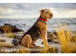 Michigan is a great state to find a large selection of puppies for sale. Airedale Terrier Puppies For Sale In Oregon Or Purebred Airedale Terriers Puppy Joy