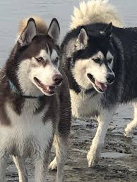 Best Friends Siberian Husky Husky White Siberian Husky