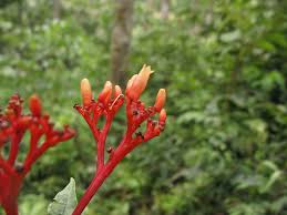 Image result for Triainolepis africana