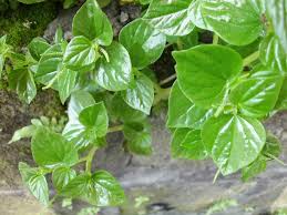 Daun sirih kemudiannya digunakan untuk membungkus bahan ini sebelum dikunyah. Chinese Betel Leaves Daun Sirih China Steemit
