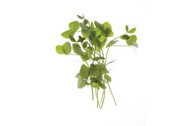 Sometimes referred to as dwarf gray pea. Dwarf Grey Sugar Pea Shoot Seed Johnny S Selected Seeds