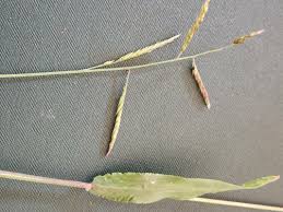 Image result for Eriochloa fatmensis