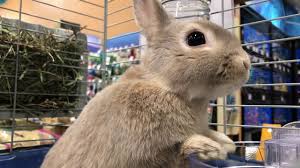Pets for sale at your local petsmart. Cute Rabbit From Petsmart Youtube