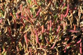 Image result for Salicornia pachystachya