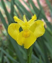 We did not find results for: No Pot Of Gold At The End Of This Rainbow Maryland Invasive Species Council