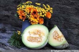 Melone Anbauen Melonen Anbauen Melonen Melone