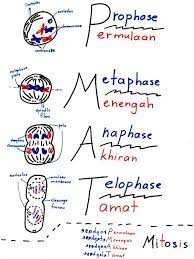 What does pmat stand for in biology? On Twitter Mitosis Pmat Http T Co Xd3qer1jg1