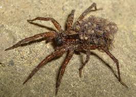 Black And Brown Wolf Spider Female Wolf Spider Carrying Babies On Her Back Wolf Spider Spider Spider Fact