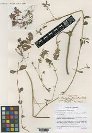 Image result for Coleus lasianthus