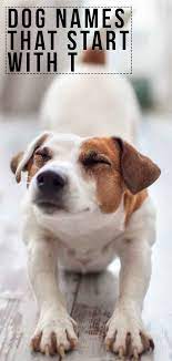 Dog Names That Start With T More Ideas For Your New Pup Dog Names Funny Dog Names Girl Dog Names