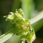Image result for Rumex nepalensis