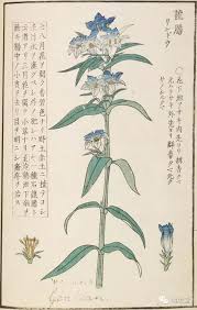 植物图鉴欣赏 下 medicine illustration botanical art flower art