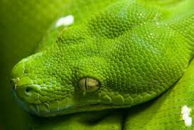 Green Snake Head Animals Rare Animals Reptiles And Amphibians