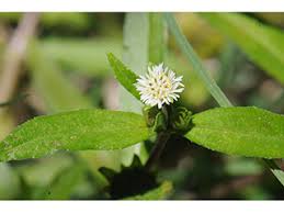 Image result for Eclipta prostrata