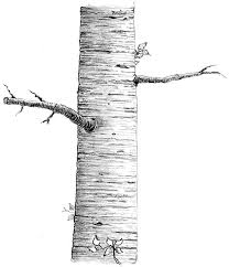 Birch Tree Bark And Stone Coupon Birch Tree Bark Drawing Google Search Tree Drawing Birch Tree Tree Sketches