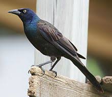 Black Bird With Blue Neck Ontario List Of Birds Of Ontario Wikipedia The Free Encyclopedia Common Birds Grackle Bird Identification