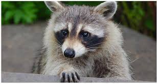 Maybe you would like to learn more about one of these? ØºØ±Ø§Ù…Ø© ØªØµÙ„ Ø¥Ù„Ù‰ Ù§Ù¥Ù  Ø¯ÙˆÙ„Ø§Ø±Ø§ Ù„Ù…Ù† ÙŠØ·Ø¹Ù… Ø­ÙŠÙˆØ§Ù† Ø§Ù„Ø±Ø§ÙƒÙˆÙ† ÙÙŠ Ù…ÙˆÙ†ØªØ±ÙŠØ§Ù„