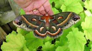 Image result for Cecropia