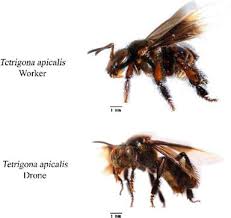 Penerbit ke lalu nyadi pengarah telemovie nya steven bana madah. Stingless Honey Price