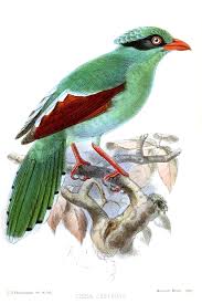 Kalau dulu hampir setiap orang memiliki burung perkutut. Burung Murai Hijau Wikipedia Bahasa Melayu Ensiklopedia Bebas