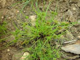 Image result for Cyperus squarrosus