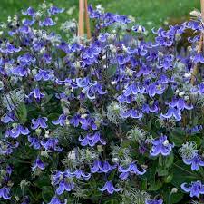 Allow to spill out of large tubs for a casual, cottage garden feel. Clematis Discover Small Flowering Vine And Shrub Varieties The Old Farmer S Almanac