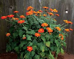 Image result for Tithonia