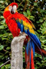 Bird With Big Colorful Beak Pin By Ron Wochnick On Birds Colorful Birds Pet Birds Parrots Art