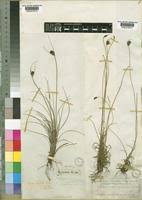 Image result for Ficinia filiformis