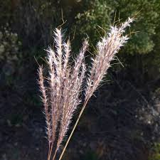Image result for Bothriochloa