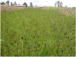 Image result for Pycnostachys ruandensis