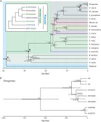 Image result for Alloeochaete oreogena