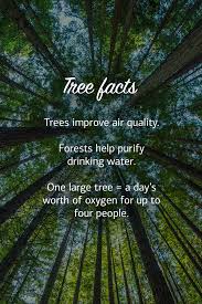 The Importance Of Trees Rainy Day Quotes How Are You Feeling Inspirational Quotes