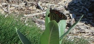 Chicago — locals can get free milkweed seeds and oak saplings through a state organization. First Time Observed Monarch Butterflies Lay Eggs In Spring In Las Vegas University Of Nevada Reno