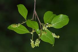 Image result for Hymenocardia