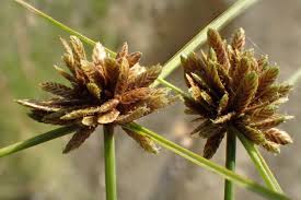 Image result for Pycreus niger