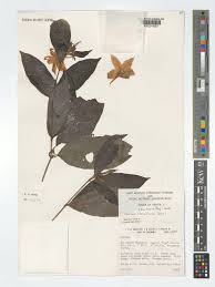 Image result for Heinsia