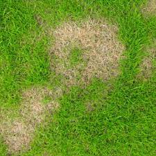 The beetles will later start eating lawn grass and other foliage in your yard, causing even further plant damage. 5 Telltale Signs That You Have Grubs In Your Lawn