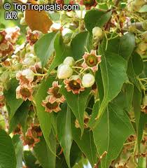 Australian aborigines used the bottle tree as a source of fiber from which to make twine for bandages(2), nets, and dilly bags(1) and it is still cultivated for the use of its fiber(4). Brachychiton Populneus Kurrajong Bottle Tree Toptropicals Com