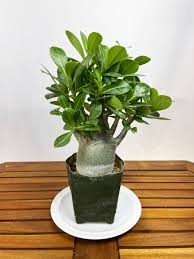 Image result for Adenium