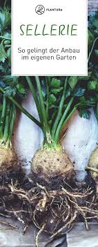 Echter Sellerie Alles Zu Anbau Ernte Lagerung Plantura Sellerie Pflanzen Pflanzen Gemuseanbau