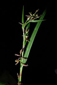 Image result for Scleria racemosa