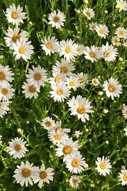 The elegant, white flowers look exceptionally beautiful against the dark, green foliage of the plant. Yellow And White Flowers Images