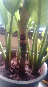Apply a micronutrient that contains copper. Mushy Aglaonema Stem With Browning Leaf Tips Answer Asap Please Gardening Landscaping Stack Exchange
