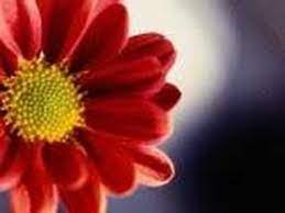 Hana By Sakoto Ishimine Youtube Japanese Song Hana Floral Rings