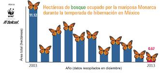 La Migracion De La Mariposa Monarca En Riesgo De Desaparecer Wwf